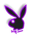 purplebunny.jpg